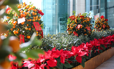 广州中信广场年花年桔安插